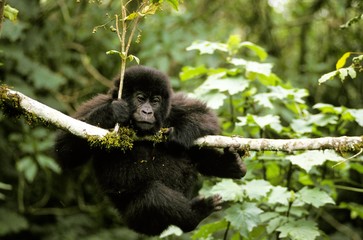 Mountain Gorilla, gorilla gorilla beringei, Young playing with Branch, Virunga Park in Rwanda