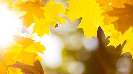 Fototapeta na wymiar Autumn background. Tree branch with maple leaves on a blurred background. Autumn design background with yellow leaves. Copy space. Soft focus