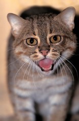 Fototapeta premium Rusty-Spotted Cat, prionailurus rubiginosus