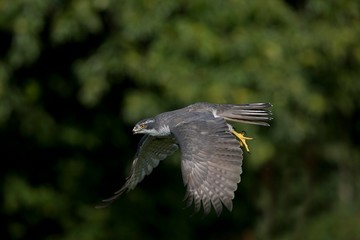 Goshawk, accipiter gentilis, Adult in Flight
