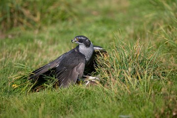 Goshawk, accipiter gentilis, Adult with a Kill