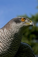 Goshawk, accipiter gentilis, Portrait of Adult
