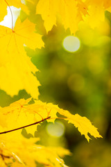 Autumn background. Tree branch with maple leaves on a blurred background. Autumn design background with yellow leaves. Copy space. Soft focus