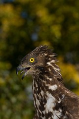 Honey Buzzard, pernis apivorus, Close up of Head with Open Beak, calling, Normandy
