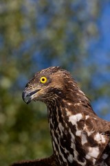 Honey Buzzard, pernis apivorus, Head of Adult, Normandy