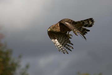 Goshawk, accipiter gentilis, Adult in Flight