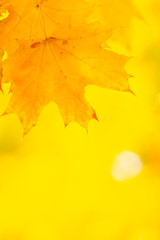Autumn background. Tree branch with maple leaves on a blurred background. Autumn design background with yellow leaves. Copy space. Soft focus