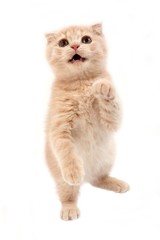 Cream Scottish Fold Domestic Cat, 2 Months Old Kitten against White Bakcground