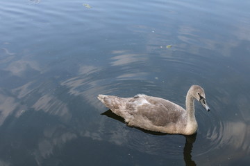 swans on water at breary marsh west yorkshire