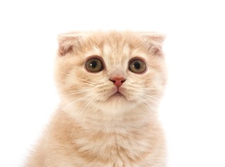 Cream Scottish Fold Domestic Cat, 2 Months Old Kitten against White Bakcground