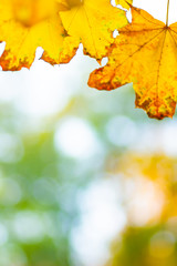 Fototapeta premium Autumn background. Tree branch with maple leaves on a blurred background. Autumn design background with yellow leaves. Copy space. Soft focus