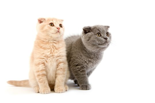 Blue Scottish Fold Domestic Cat, Cream Scottish Fold, Black Tortoise-Shell British Shorthair and Black British Shorthair, 2 Months Old Kittens