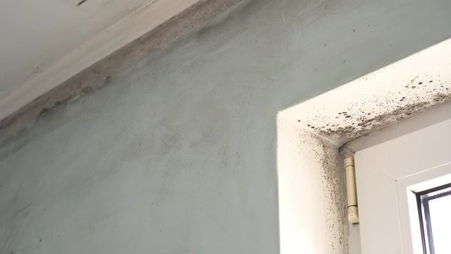 Growth of black mold on the walls inside an apartment building. Moisture indoors and the appearance of mold