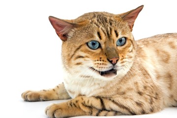Seal Mink Tabby Bengale Male Domestic Cat against White Background