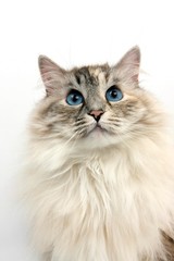 Seal Tabby Point and White Siberian Domestic Cat, Portrait of Female