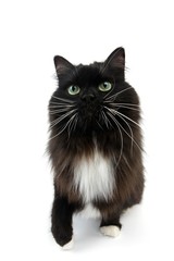 Black and White Siberian Domestic Cat, Female