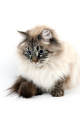 Seal Tabby Point Neva Masquerade Siberian Domestic Cat, Male