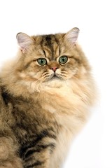 Golden Persian Domestic Cat against White Background