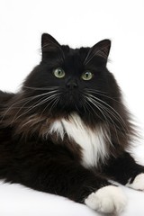 Black and White Siberian Domestic Cat, Female