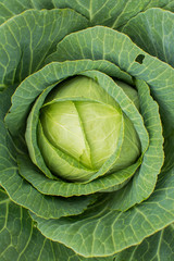 Obraz premium Growing cabbage in the garden. The concept is agriculture. Environmentally friendly production of vegetables.