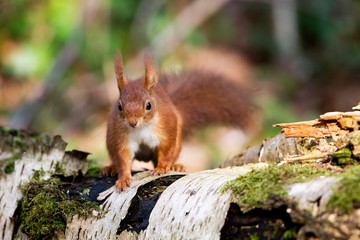 Red Squirrel, sciurus vulgaris in Normandy