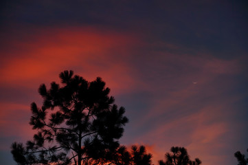 New moon above pine tree in the morning