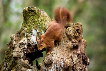 Red Squirrel, sciurus vulgaris in Normandy