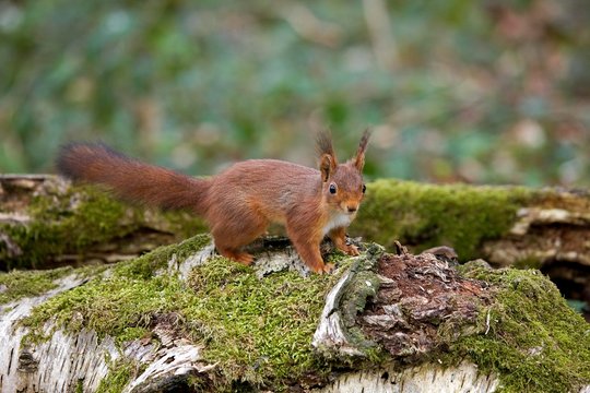 Red Squirrel, sciurus vulgaris in Normandy