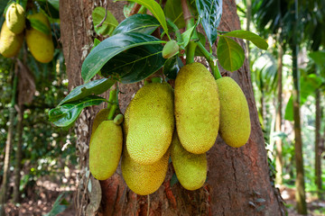 Jackfruit tree with ripe fruits