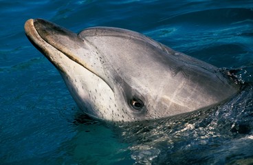 Spotted Dolphin, stenella frontalis, Head of Adult at Surface, Bahamas