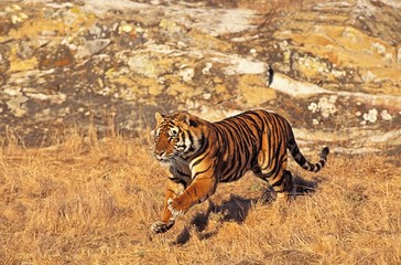 Fototapeta na wymiar Bengal Tiger, panthera tigris tigris, Adult Running