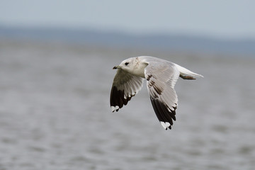 Sturmmöwe (Larus canus) im Herbst an der Ostsee	