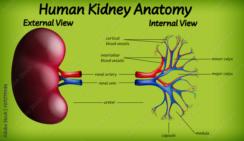 Sticker Medical human kidney anatomy