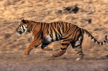 Fototapeta na wymiar Bengal Tiger, panthera tigris tigris, Adult Running