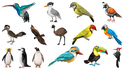 Obraz na płótnie Canvas Set of different birds cartoon style isolated on white background