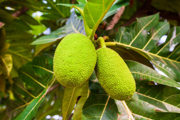 Fruits on breadfruit tree in Asia