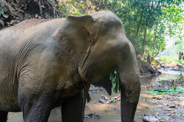 Fototapeta premium Elephants in Chiang Mai, Thailand.