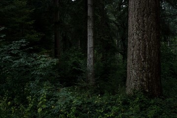 Trees in the Forest