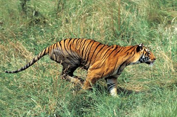 Naklejka na ściany i meble Bengal Tiger, panthera tigris tigris, Adult Running