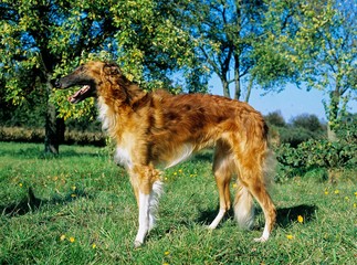 Borzoi or Russian Wolfhound, Domestic Dog
