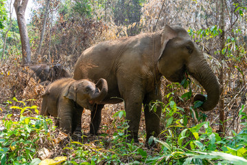 Fototapeta na wymiar Thai elephant and his family