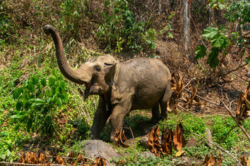 Obraz premium Elephants in Chiang Mai, Thailand.