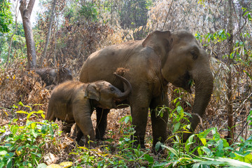 Fototapeta premium Thai elephant and his family