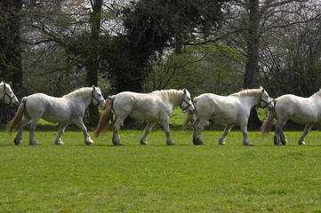 Fototapeta na wymiar Percheron Draft Horses, Normandy