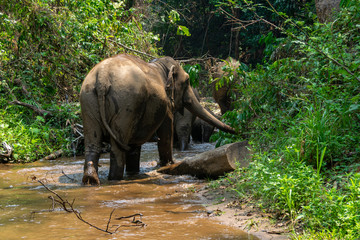 Elephants in Chiang Mai, Thailand.
