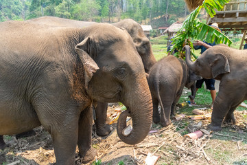 Fototapeta premium Thai elephant and his family