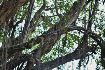 big tree root in the jungle wild. amazing banyan root in deep tropical forest. A old tree has roots for natural background.