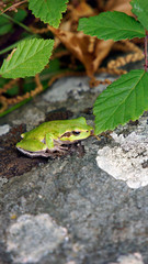 Rainette dans son milieu naturel en Corse, petite grenouille verte