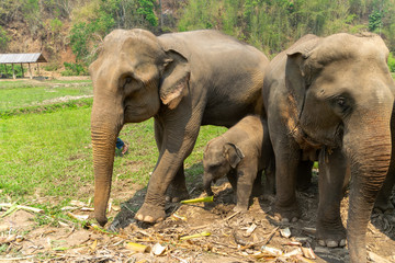 Thai elephant and his family
