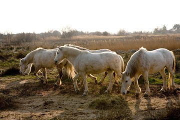 Obraz na płótnie Canvas Camargue Horse, Group walking through Swamp, Saintes Maries de la Mer in the South East of France